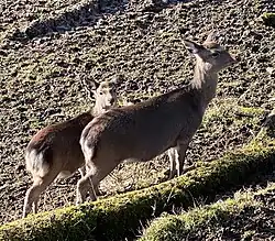 Wildgehege in Heibach