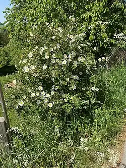 Wildrose am Waldrand des NSG