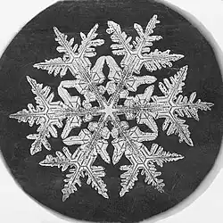Dendritische Schneeflocken-Mikrografie von Wilson Bentley.