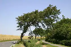 „Windlooper“ nahe Esens in Ostfriesland
