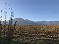 Weinanpflanzungen bei Tulbagh