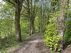 Linden-Allee entlang der Rieselfelder u. Rotzkottener Bach (links)