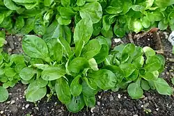 Das Foto zeigt eine Reihe von Feldsalatpflanzen von oben, die Blätter sind voller Wassertropfen