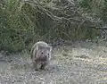 Nacktnasenwombat