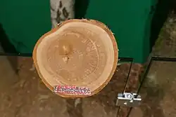 Foto einer annähernd runden Holzscheibe mit hellem Holz, Jahresringen und Rinde. Der Hintergrund ist dunkelgrün.