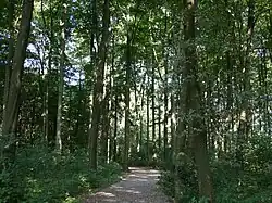 Waldweg in den Ronsdorfer Anlagen