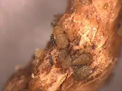 Wurzelrebläuse auf einer Nodosität (einer knotigen Verdickung).