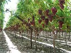 Schrägdacherziehung in Südafrika