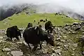 eine Gruppe von über einem Dutzend Yaks auf einem grasbewachsenen in der Ferne von Nebel verhangenem, flachen Bergkamm