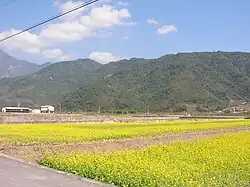 Rapsfeld in Chishang