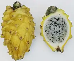 Frucht von Selenicereus megalanthus