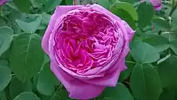 ‘Yolande d’Aragon’, Vibert, 1843