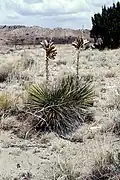 Yucca baileyi subsp. intermedia mit geöffneten Kapselfrüchten in New Mexico