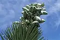Yucca brevifolia subsp. herbertii mit Früchten in Kalifornien
