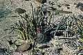 Yucca endlichiana vergesellschaftet mit Echinocactus horizonthalonius in Mexiko