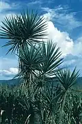 Yucca jaliscensis mit charakteristischen blauen Blättern in Mexico