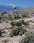 Yucca schidigera im Hintergrund Yucca brevifolia in steinigem, hügeligen Terrain in Nevada