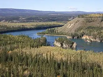 Borealer Nadelwald am Yukon River in Yukon (Kanada)