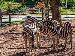 Zebras in der Savannenlandschaft