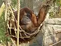 Orang-Utans