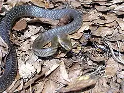 Äskulapnatter (Zamenis longissimus)