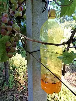 PET-Flasche als Wespenglas