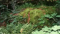 Angeblicher Opferstein, die Kerben sind allerdings natürlichen Ursprungs