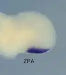 Abb. 5 ZPA. Zone polarisierender Aktivität. Organisatorregion maßgebend für die Musterbildung der Finger bzw. Zehen