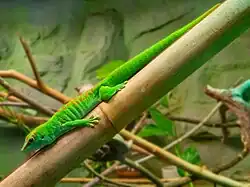 Großer Madagaskar-Taggecko im Tropenhaus