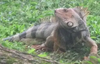 Grüner Leguan (Iguana iguana)