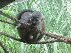 Gewöhnlicher Totenkopfaffe (Saimiri sciureus)