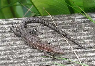 Kontrastarm gezeichnetes Weibchen