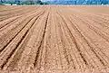 Auf abgeerneten Zuckerrübenfeldern steigt das Risiko der Bodenerosion[5]