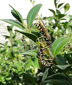 Wespen beseitigen Buchs­baum­zünsler­raupen