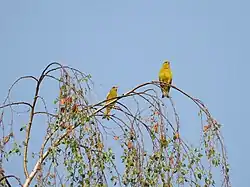 Zwei Grünfinken-Männchen