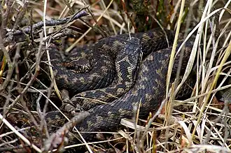 Zwei Kreuzottern im Pietzmoor kurz vor der Häutung