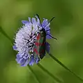 Scabiosa columbaria (Blüte mit Sechsfleck-Widderchen Zygaena filipendulae)