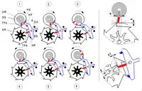 Koaxialhemmung (Funktion)