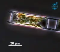 Teil einer lebenden Kette von H. sinensis, mit leicht konvexer Valvenoberfläche und Valvenfortsätzen. Atlantik, September 2004.