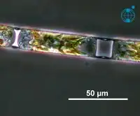 Teil einer lebenden Kette von H. sinensis, mit leicht konvexer Oberfläche der Schalen (Valven). Atlantik, September 2004.