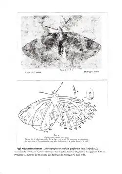 N. THEOBALD, Bild 5 : Aquisextana Irenaei, Fotografie und grafische Interpretation (1937).